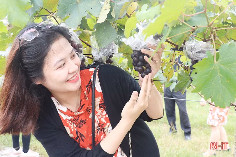 Ngắm vườn nho Hạ Đen lần đầu tiên được trồng ở Thạch Hà 
