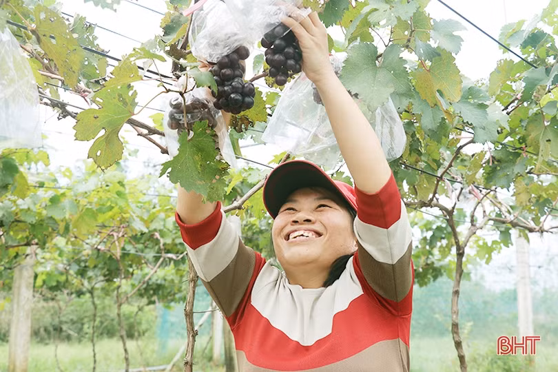 Ngắm vườn nho Hạ Đen lần đầu tiên được trồng ở Thạch Hà 
