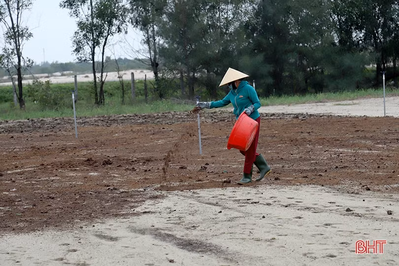 Nông dân Hà Tĩnh khẩn trương ra đồng khôi phục sản xuất