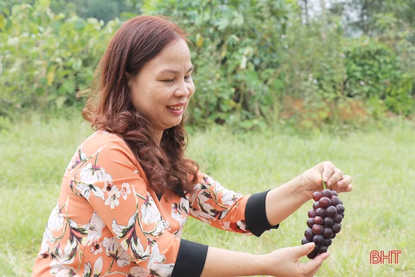 Ngắm vườn nho Hạ Đen lần đầu tiên được trồng ở Thạch Hà 