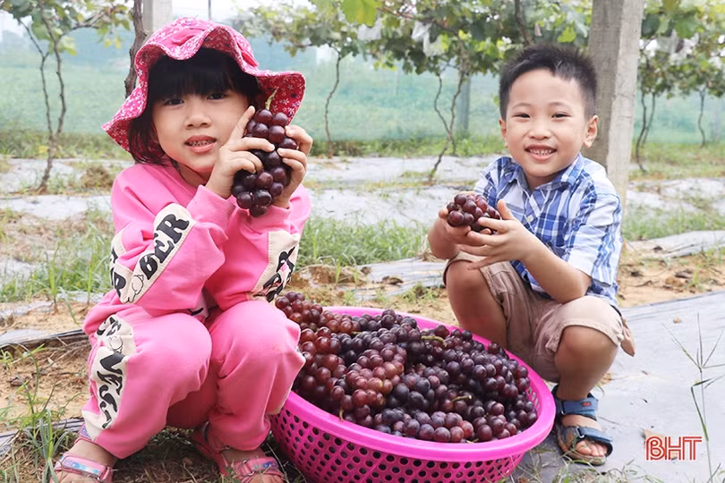Ngắm vườn nho Hạ Đen lần đầu tiên được trồng ở Thạch Hà 