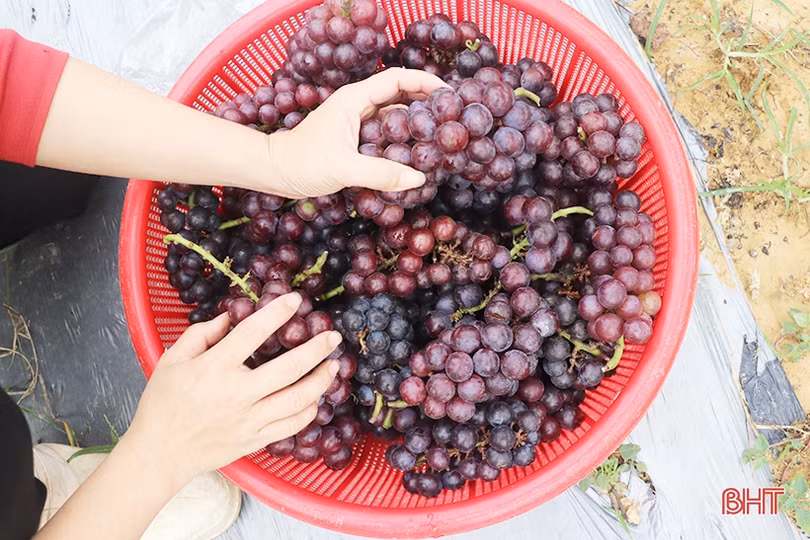 Ngắm vườn nho Hạ Đen lần đầu tiên được trồng ở Thạch Hà 