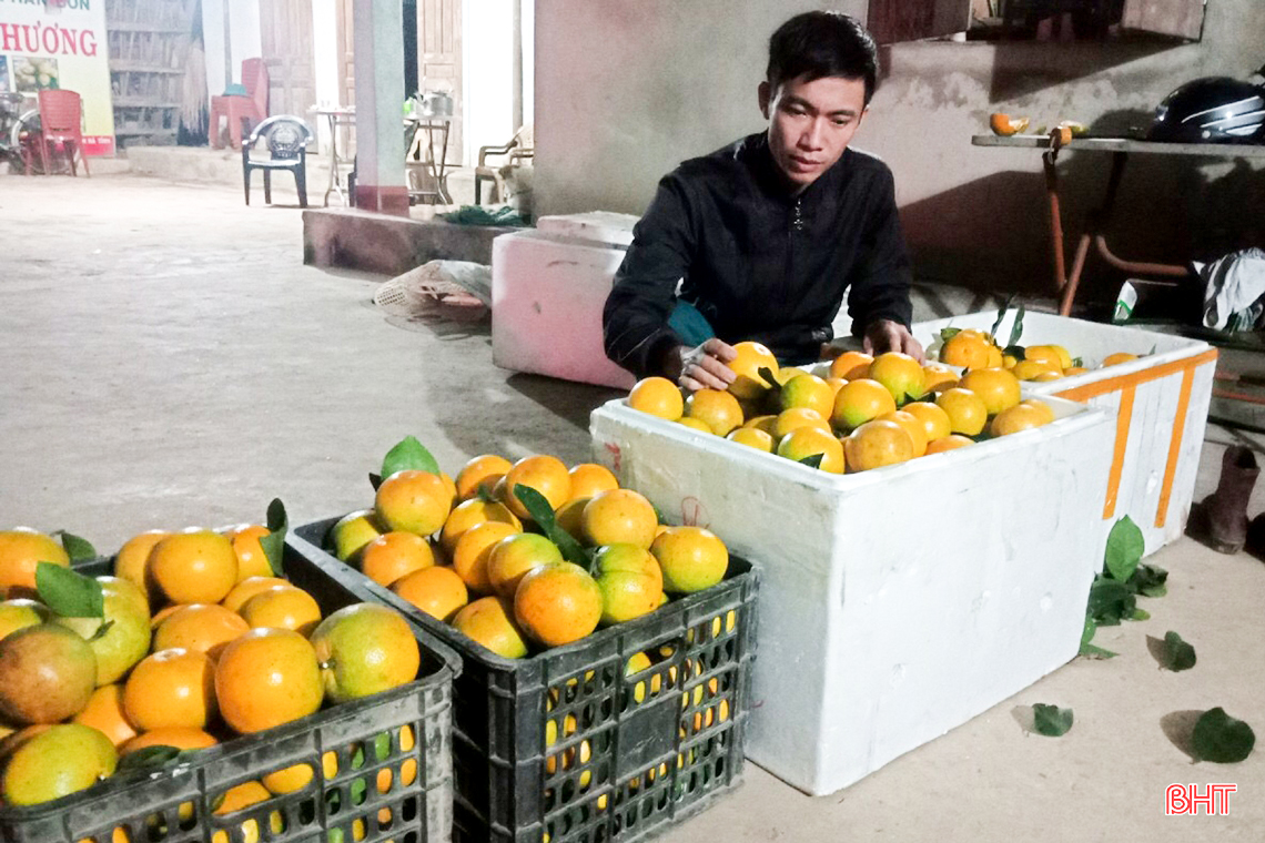 Vựa cam lớn nhất Hà Tĩnh vào mùa “đếm quả, tính tiền”