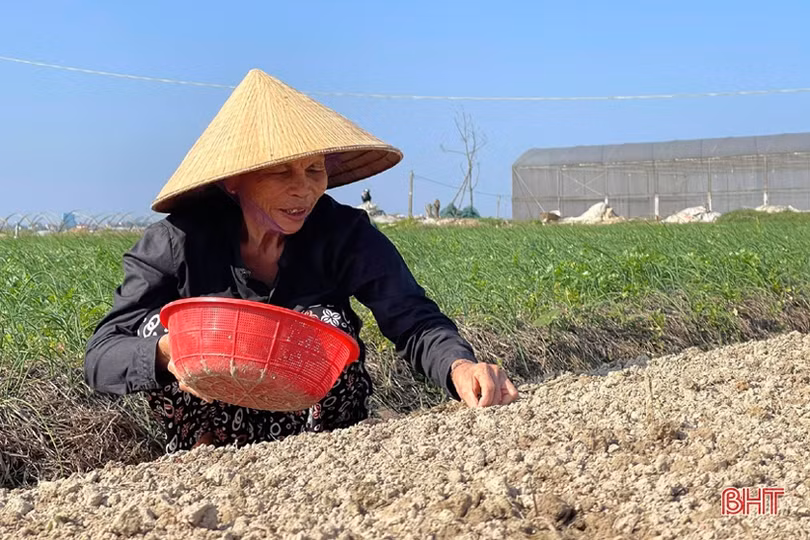Đon thời tiết, nông dân vựa rau TP Hà Tĩnh nhanh tay cải tạo đất, gieo giống