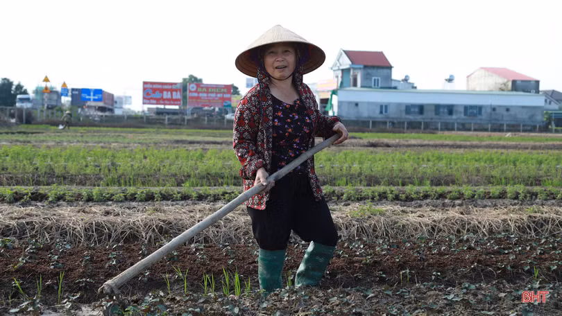 Làng rau La Xá “cướp nắng” chạy đuổi vụ đông