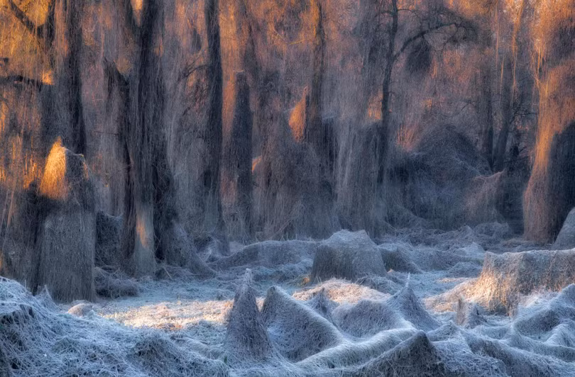 Thiên nhiên tuyệt đẹp trong loạt ảnh đoạt giải Nature Photographer of the Year 2020