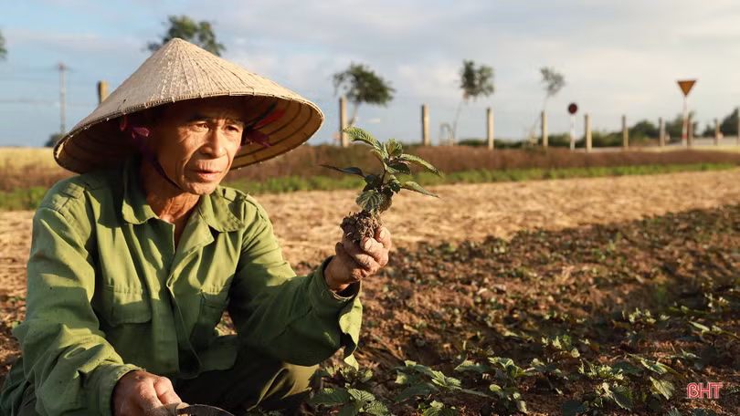 Làng rau La Xá “cướp nắng” chạy đuổi vụ đông