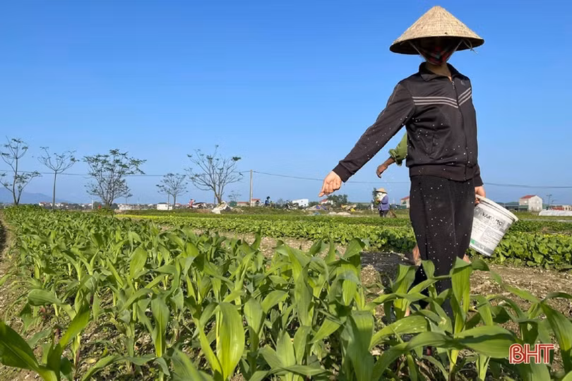 Đon thời tiết, nông dân vựa rau TP Hà Tĩnh nhanh tay cải tạo đất, gieo giống