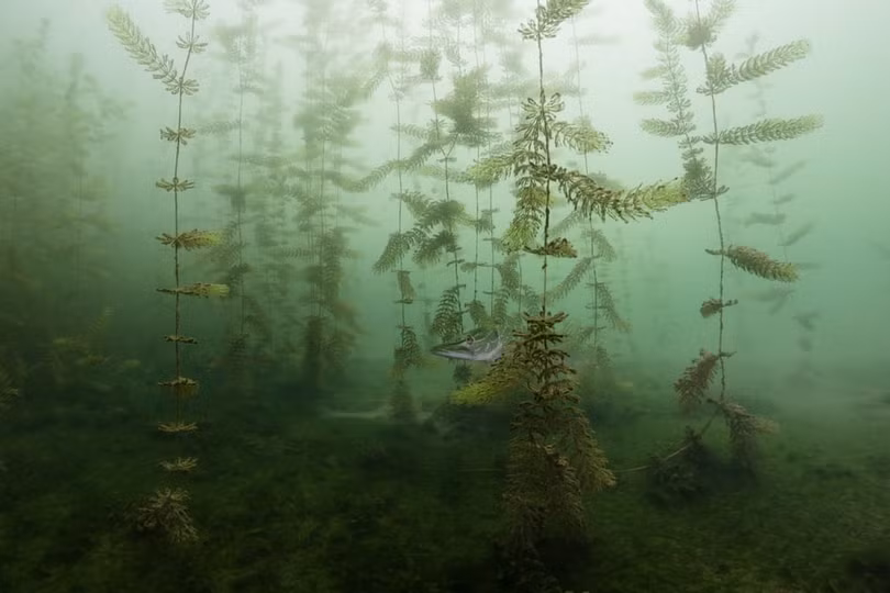 Thiên nhiên tuyệt đẹp trong loạt ảnh đoạt giải Nature Photographer of the Year 2020