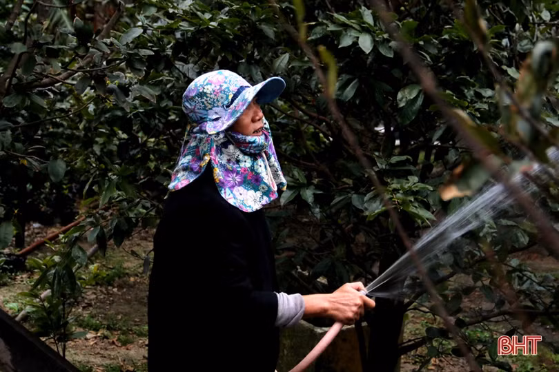 Làng mai phía Nam Hà Tĩnh tất bật vào vụ tết