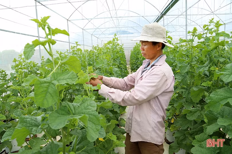 Thủ tướng Chính phủ: Trước khó khăn, ngành nông nghiệp cần ứng phó kịp thời, có chiến lược phát triển sản xuất ảnh 6 Thủ tướng Chính phủ: Trước khó khăn, ngành nông nghiệp cần ứng phó kịp thời, có chiến lược phát triển sản xuất