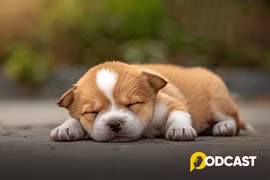 Podcast truyện ngắn: Cún con nghịch ngợm