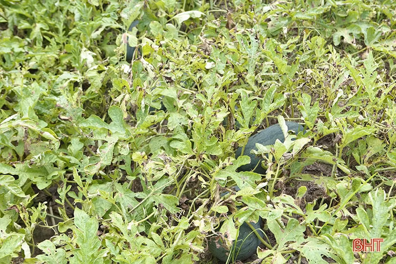 Nông dân Hà Tĩnh được mùa dưa
