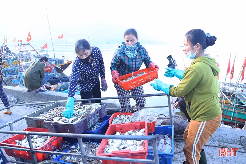 Hải sản dễ bán trong dịp lễ, ngư dân Hà Tĩnh phấn khởi vươn khơi