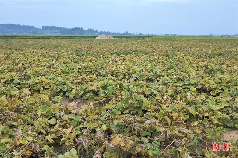 Nông dân Hà Tĩnh được mùa dưa