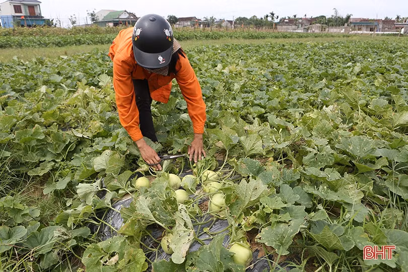Nông dân Hà Tĩnh được mùa dưa