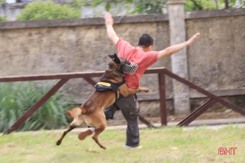 Xem cảnh sát cơ động Hà Tĩnh biểu diễn trấn áp tội phạm cùng chó nghiệp vụ