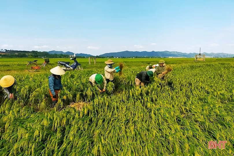 Nhiều diện tích cây trồng còn ngâm trong nước, nông dân Hà Tĩnh cùng nhau khắc phục