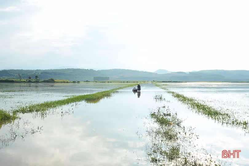 Nhiều diện tích cây trồng còn ngâm trong nước, nông dân Hà Tĩnh cùng nhau khắc phục