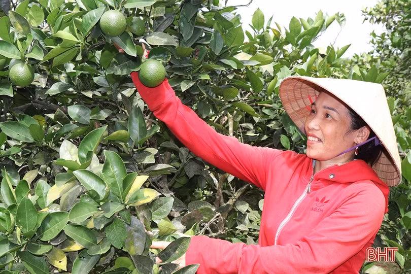 Vựa cam Vũ Quang ước thu hơn 20 nghìn tấn quả