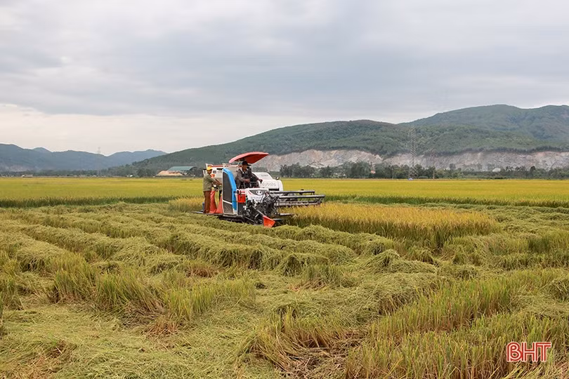 Năng suất lúa hè thu ở Can Lộc ước đạt 53,48 tạ/ha