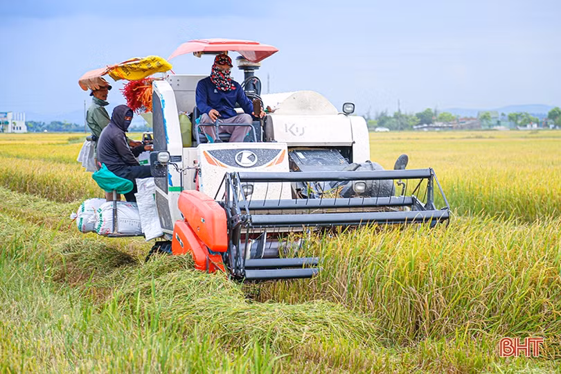 Cẩm Xuyên dẫn đầu toàn tỉnh về năng suất lúa hè thu năm 2023
