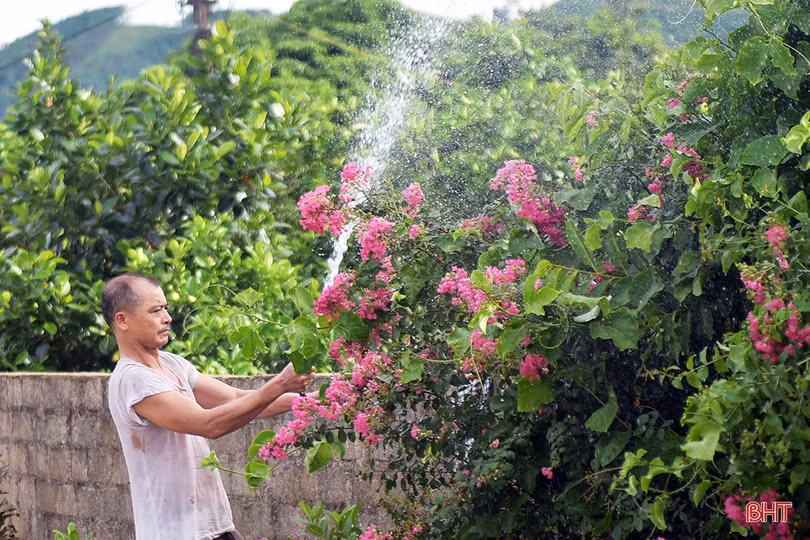 Rực rỡ đường hoa tường vi ở khu dân cư mẫu của Hà Tĩnh