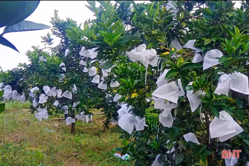 Mặc “áo giáp” cho cam Vũ Quang