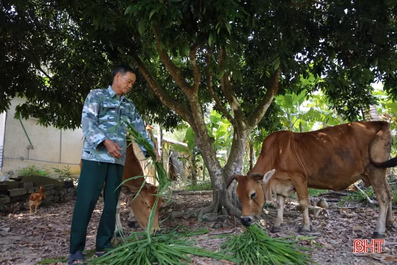 Nông dân miền núi Hà Tĩnh biến đất bỏ hoang thành đồng cỏ phục vụ chăn nuôi