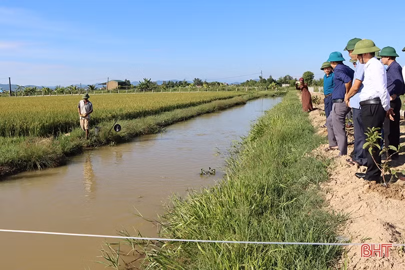 Cẩm Xuyên phấn đấu đến ngày 10/9 sẽ thu hoạch xong lúa hè thu