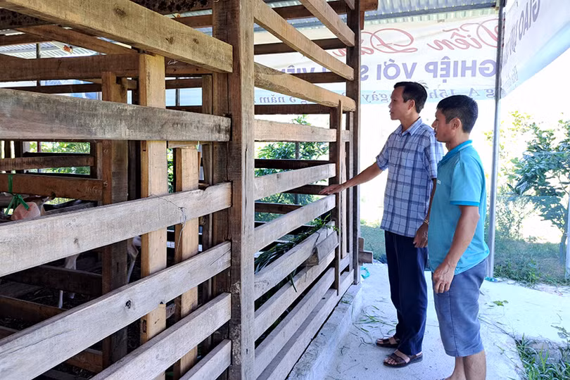 Hươu sao được nuôi thành công trên đất Nghi Xuân