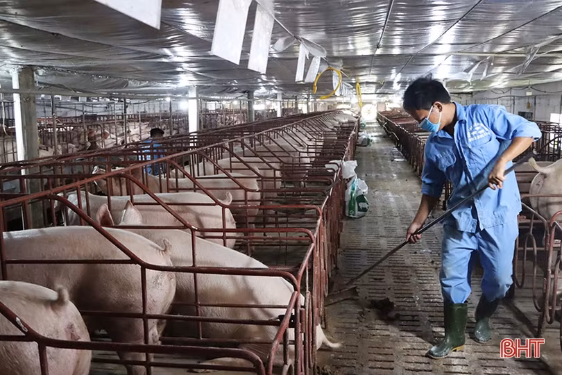 Các trại nái gia tăng sản xuất con giống phục vụ thị trường cuối năm ở Hà Tĩnh
