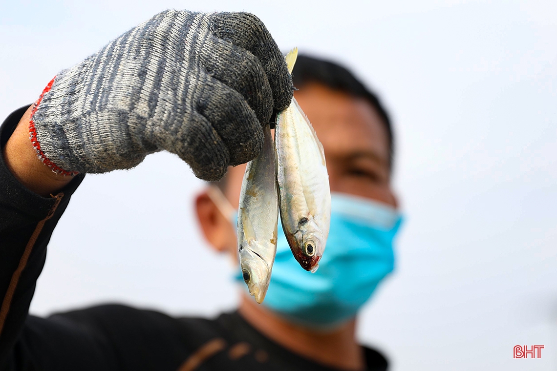 “Săn” cá ghé, ngư dân Kỳ Ninh thu lợi lớn