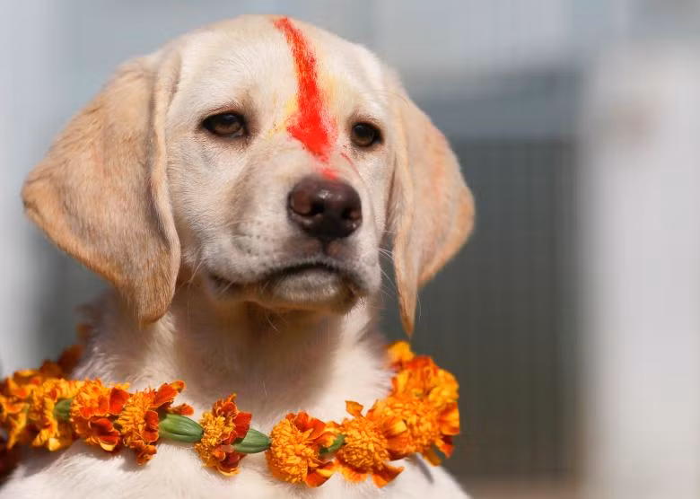 Tưng bừng lễ hội ánh sáng Diwali khắp nơi trên thế giới