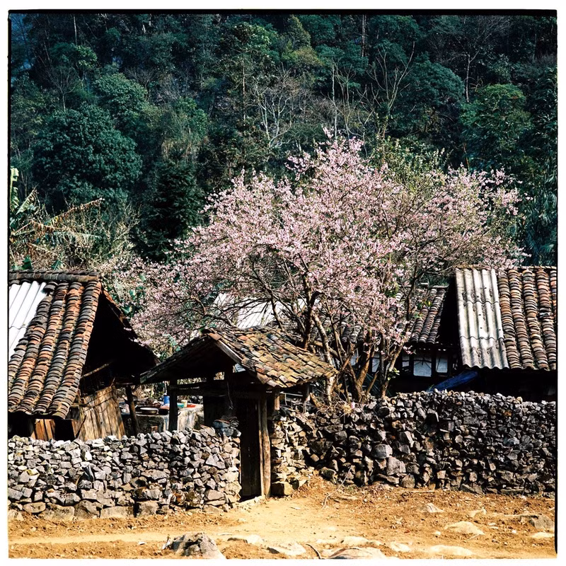 bo anh phim tuyet dep ve cao nguyen da ha giang mua xuan