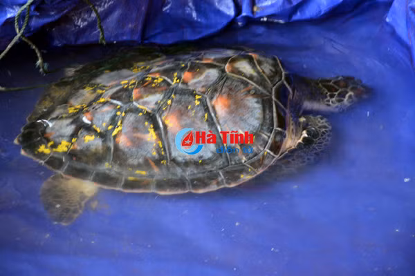 video ngu dan ky anh bat duoc rua bien nang 7 kg