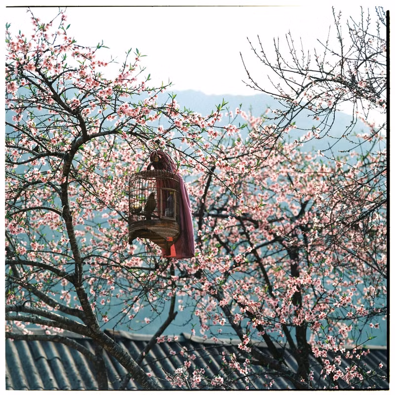 bo anh phim tuyet dep ve cao nguyen da ha giang mua xuan