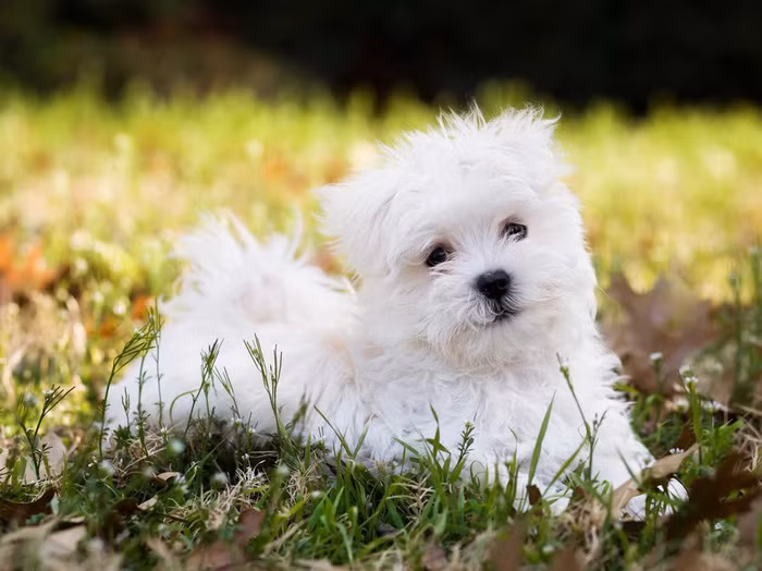  chay voi nhung giong cho cung o my