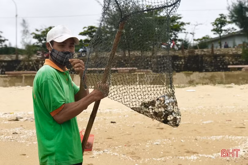 Sò mai trôi dạt vào bờ biển, người dân Cẩm Xuyên rủ nhau đi gom