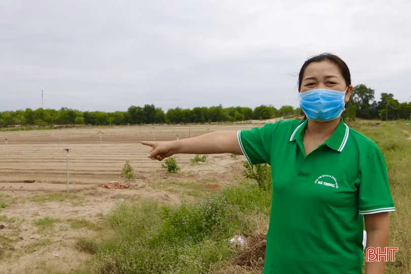 Sản phẩm củ cải sấy ở Cẩm Xuyên: sản xuất tới đâu, bán hết tới đó!