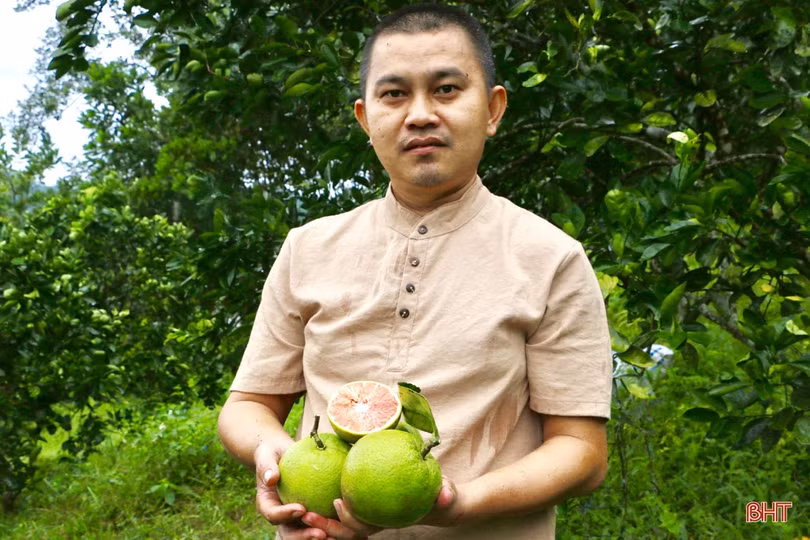 “Lạ mắt” cam ruột đỏ trồng ở Hà Tĩnh