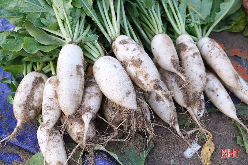 Được mùa, nông dân Hà Tĩnh đẩy mạnh sản xuất củ cải