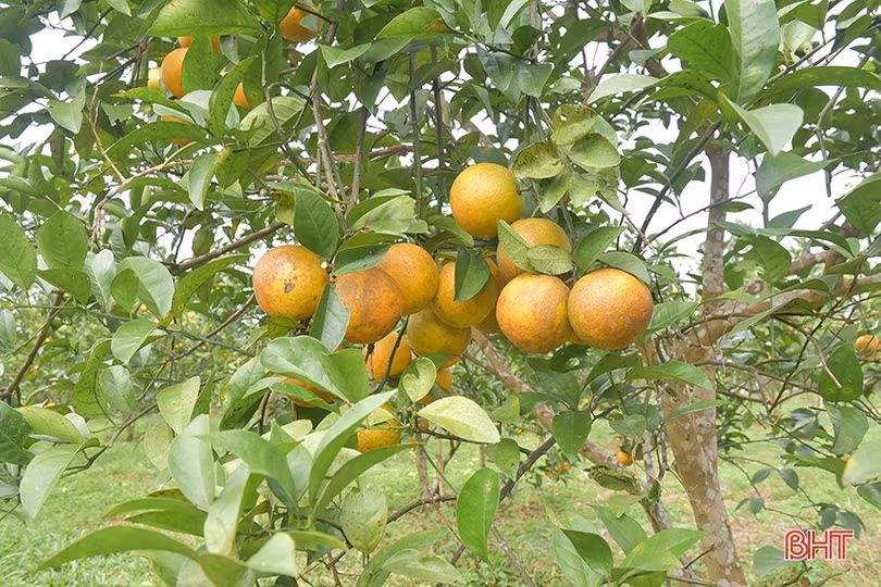 Giá tăng cao, người trồng cam Khe Mây phấn khởi vào vụ thu hoạch