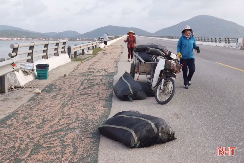 Vô tư phơi ruốc biển trên cầu Cửa Nhượng!