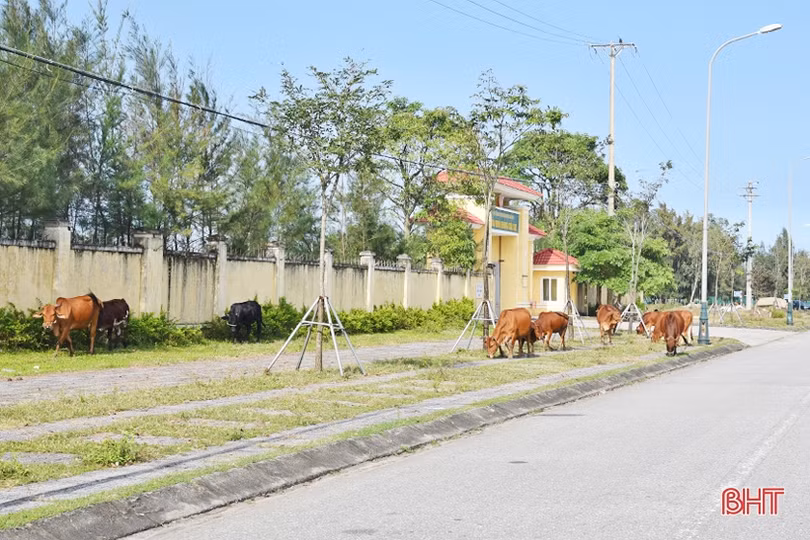 Quan ngại với tình trạng trâu bò thả rông ở Lộc Hà