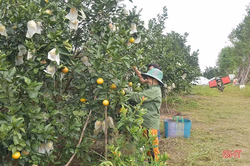 Giá tăng cao, người trồng cam Khe Mây phấn khởi vào vụ thu hoạch