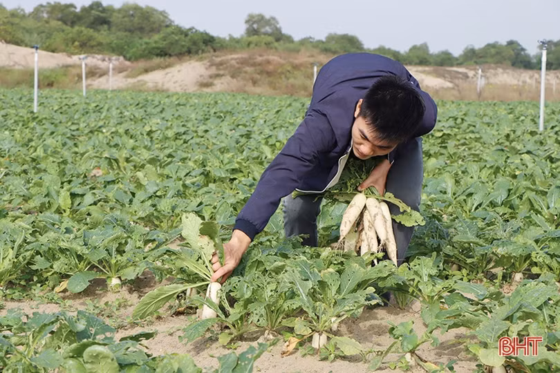 Được mùa, nông dân Hà Tĩnh đẩy mạnh sản xuất củ cải