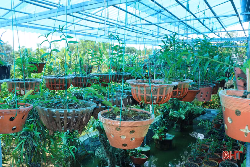 Vườn lan rừng tuyệt sắc của phó bí thư đoàn xã miền núi Hà Tĩnh