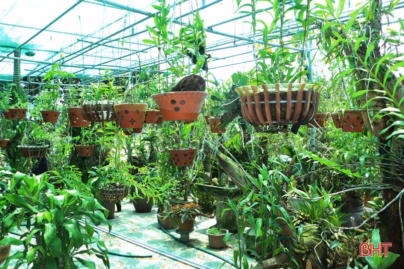 Vườn lan rừng tuyệt sắc của phó bí thư đoàn xã miền núi Hà Tĩnh