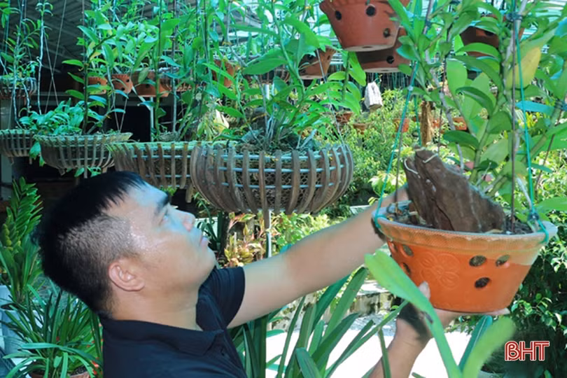 Vườn lan rừng tuyệt sắc của phó bí thư đoàn xã miền núi Hà Tĩnh